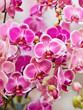 orchid flowers background , orchid flowers closeup