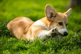 Fototapeta Psy - corgi puppy on the grass