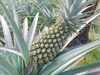 Sticker - Pineapple in the garden. Pineapple growing in the garden. Pineapple plantation. Pineapple fruit, Tropical fruit.