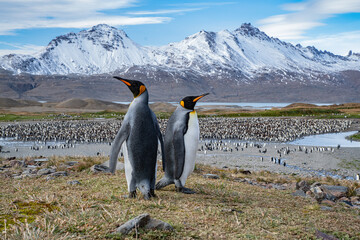 Wall Mural - King Penguins in South Georgia 