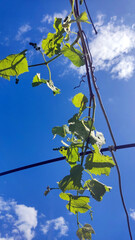 blue spring sky and sun, clouds, through tree branches with green leaves, nature photo, plants