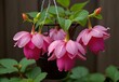Fuchsia impatiens spilling from a hanging basket, generative AI