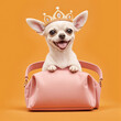 Chihuahua dog wear diamond crown in luxury bag.