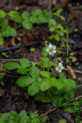 Poster - Wild strawberry with leaves after rain.