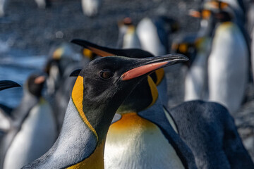 Canvas Print - King penguins in South Georgia