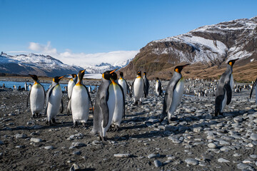 Canvas Print - King penguins in South Georgia