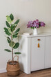 A bouquet of lilacs on a white wooden chest of drawers, a ficus in a basket in the interior of the living room, hallway. Home concept