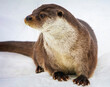 Portrait of male river otter sitting in the snow in winter.