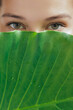 Close-up Face of Young Woman with Perfect Skin, Behind Green Leaf 