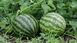   A couple of watermelons rest atop a patch of dirt beside a verdant plant