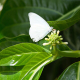 Fototapeta Dmuchawce - A beautiful White butterfly perched on a green leaf.