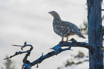 Wall Mural - Western capercaillie (Tetrao urogallus)