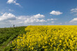 A view over a field of oilseed rape flowers in the Sussex countryside, on a sunny May day