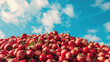 Pile of fresh ripe red hawthorn berries fruit on blue sky clear clouds background created with Generative AI Technology