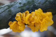 Tremella Mesenterica, Known As Yellow Brain, Golden Jelly Fungus, Yellow Trembler Or Witches' Butter, Wild Fungus From Finland