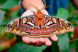 A vibrant Atlas moth butterfly, wing with eye-like markings and orange-brown hues rests among the foliage of a garden.