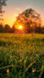 A field of grass with a sun shining on it. The sun is setting in the background. The grass is green and the sky is blue