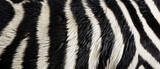 Fototapeta  - wild zebra animal striped texture fur skin background created with Generative AI Technology