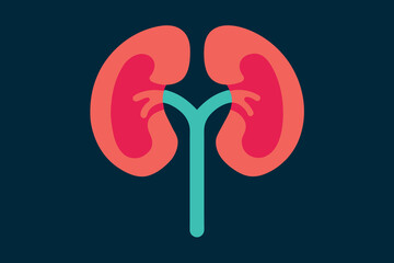 Wall Mural - The human organ that cleans the blood in the body is the kidneys. Healthy lifestyle.