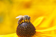 Bee on Black-Eyed Susan. Defocused orange nature background.