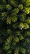 A close up of a Christmas trees and the tree appears to be in a forest. Concept of tranquility and natural beauty