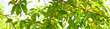 Panorama view load of young nectarine fruits or Prunus persica var. nucipersica smooth skin on tree branch with green leaves in Dallas, Texas, organically grown heirloom dwarf fruit tree orchard