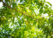 Look up view abundant of young nectarine fruits or Prunus persica var. nucipersica smooth skin on tree branch with green leaves in Dallas, Texas, organically grown heirloom dwarf fruit tree