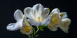 A close up Freesia isolated on a white background
