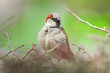 closeup of a House sparrow standing on a tree..
