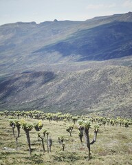 Sticker - Vegetation in the scenic Mt Satima landscapes within the Aberdares ranges.