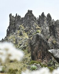 Poster - Flowers with unique rock formations in Mt Satima, Kenya.