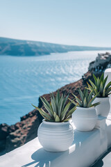 Wall Mural - Aloe plant in a ceramic pot on a white terrace with sea view