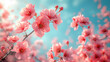 cherry blossom sakura with blue sky background