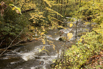 Sticker - Stream flowing through Autumn woods