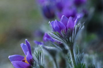 Poster - Plant Pulsatilla Vulgaris