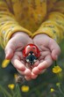 Ladybug in the hands of a child. Selective focus.
