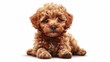 Miniature dog breed Toy Poodle, looking lost and embarrassed. Flat graphic modern illustration isolated on white background. Small cute doggy, cute little pup, adorable small mini doggy.