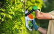A Man Shaping Garden Trees Using Hedge Trimmer