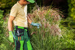Professional Gardener Checking on Matured Grasses