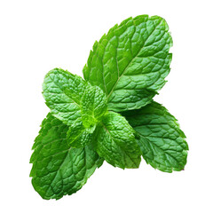 Close-up of a single vibrant green mint leaf against white