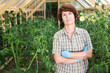 Elderly woman weeds tomato beds in a greenhouse