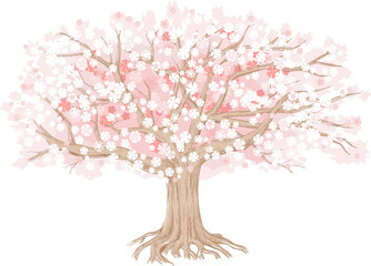 Wall Mural - The cherry tree blooms with pink flowers. Large hand-drawn illustration can be used as a background and as a design element.