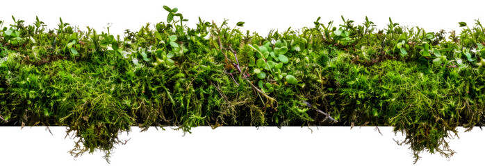 Wall Mural - Lush green moss and small plants isolated cut out on transparent background