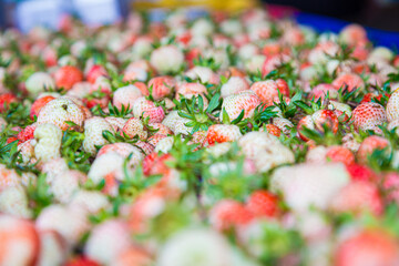 Wall Mural - Fresh strawberry fruit harvest from mountain farm