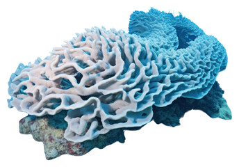 Wall Mural - PNG Coral reef underwater outdoors nature.
