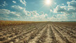 Sunlit Dry Cracked Earth and Lush Cornfield under Clear Blue Sky with Bright Sun Rays
