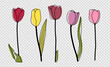Pink and yellow tulips hand drawn isolated on a transparent background. Outline of tulips.