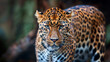 African leopard walks gracefully.
