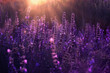 Lavender flowers close up. Sunset over a summer purple lavender field