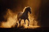 Fototapeta  - majestic stallion illuminated on dramatic ebony background equine fine art photography